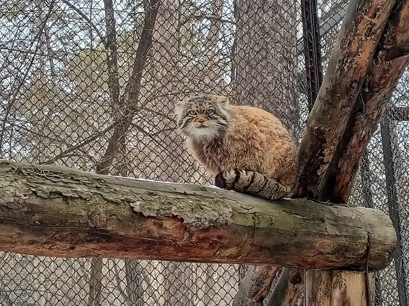 ノヴォシビルスク動物園のジョージの写真