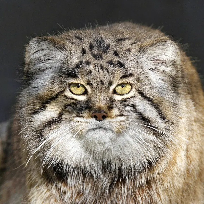 グラスレーベン動物園のマヌルネコのディマ
