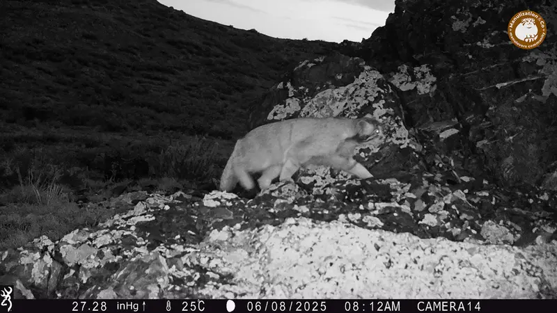 ジランディカメラトラップで撮影したOtocolobus manul manulの写真
