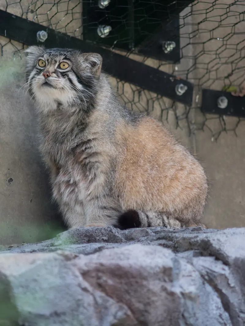 旭山動物園のグルーシャの写真