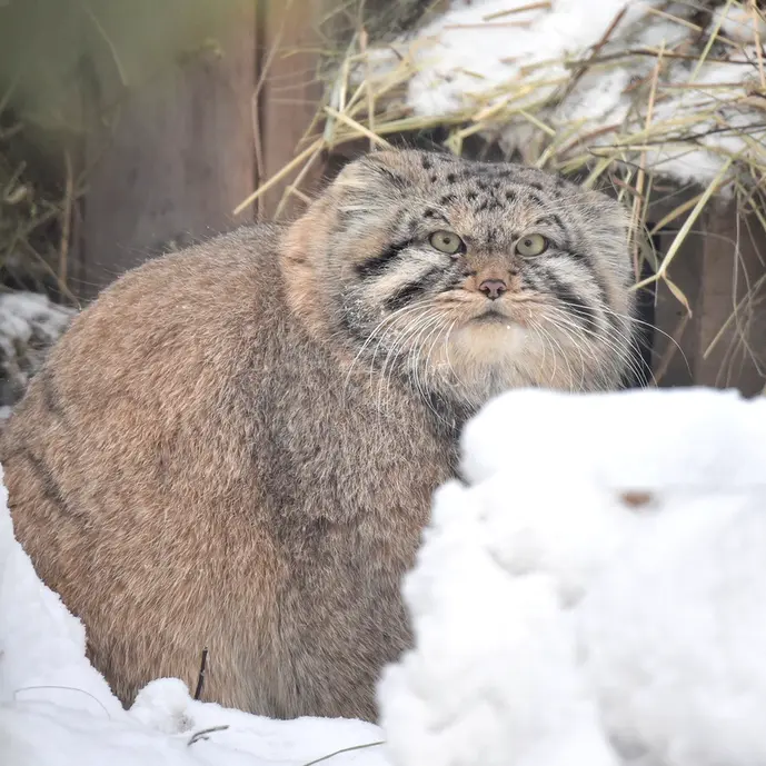 ノヴォシビルスク動物園のフヴォスチクの写真