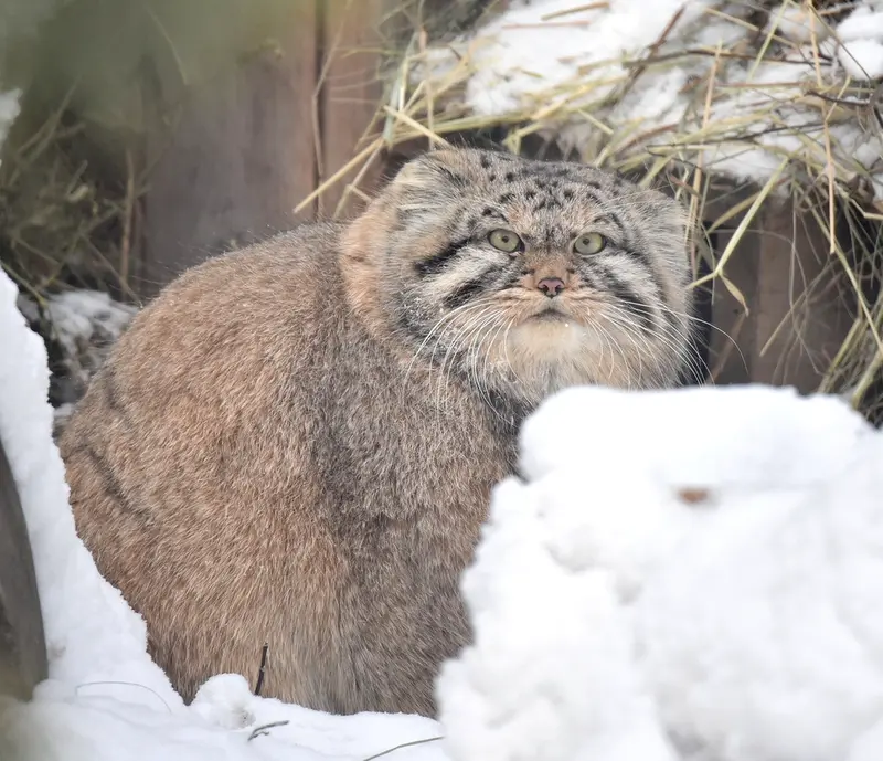 ノヴォシビルスク動物園のフヴォスチクの写真