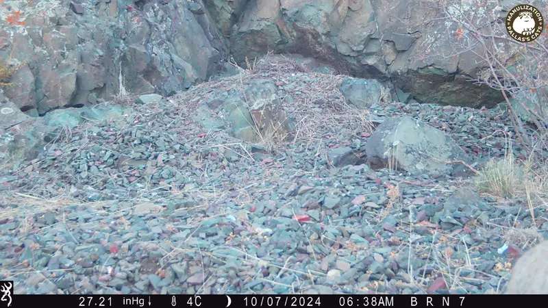 エギズカラ［新］カメラトラップで撮影したOtocolobus manul manulの写真