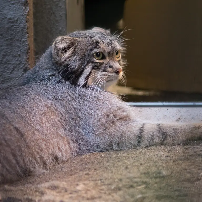 野毛山動物園のフィーガの写真