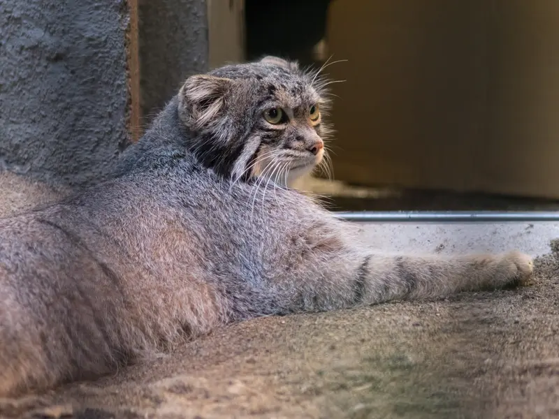 野毛山動物園のフィーガの写真