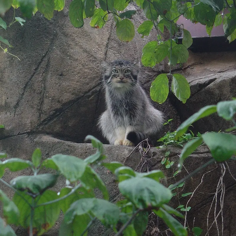 神戸市立王子動物園のモチの写真