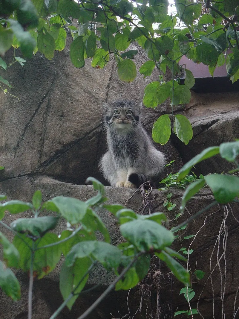 神戸市立王子動物園のモチの写真