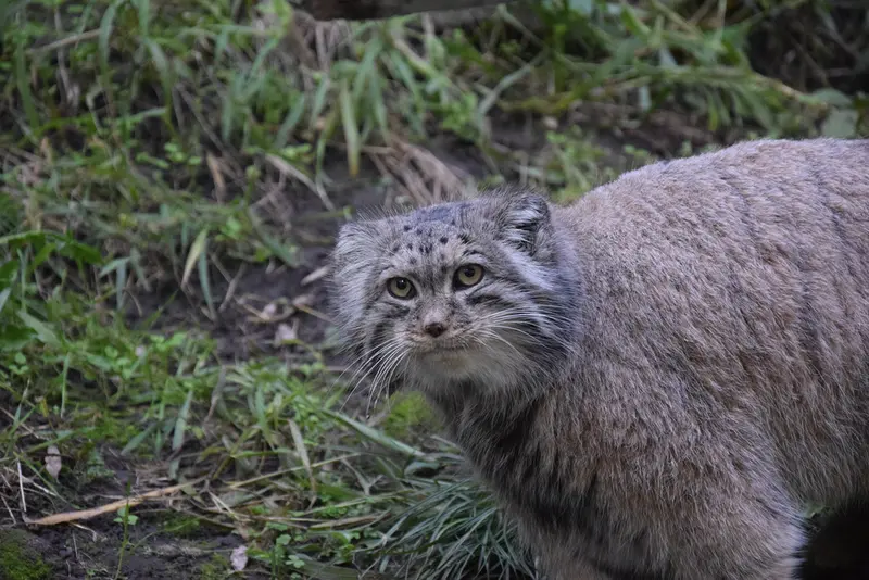 ブダペスト動物園・植物園のボフスの写真