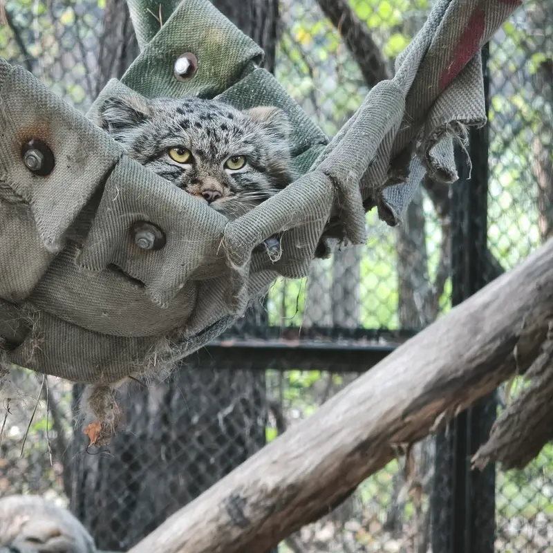 ノヴォシビルスク動物園のマヌルネコの写真