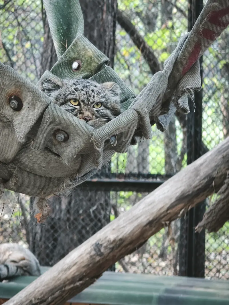 ノヴォシビルスク動物園のマヌルネコの写真