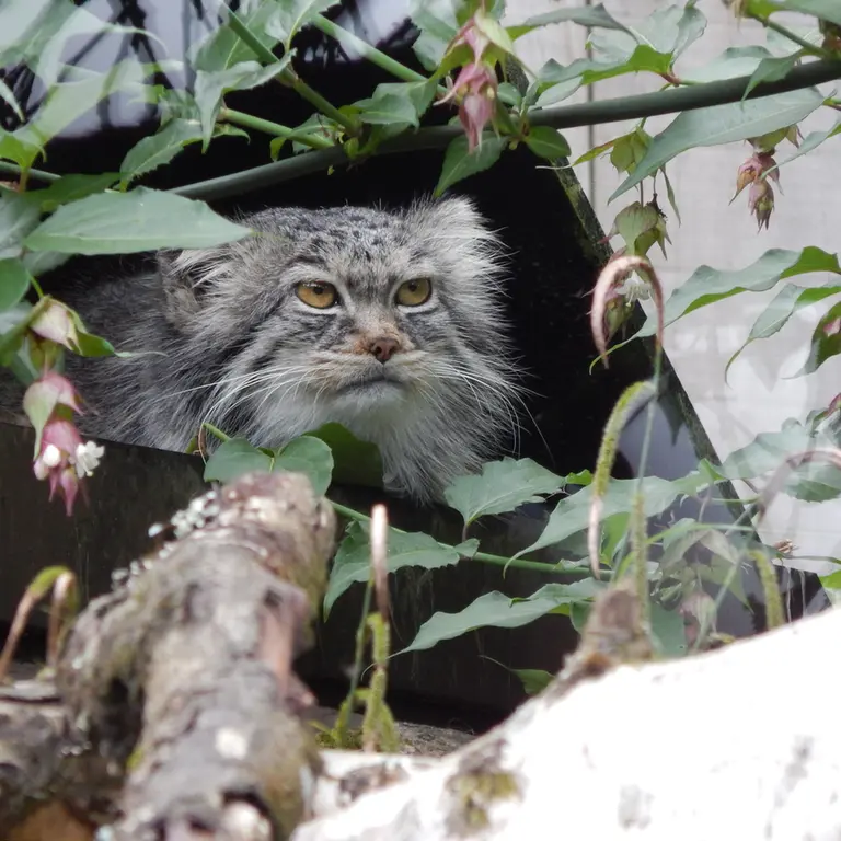 トレゴムール動物園のイウォークの写真