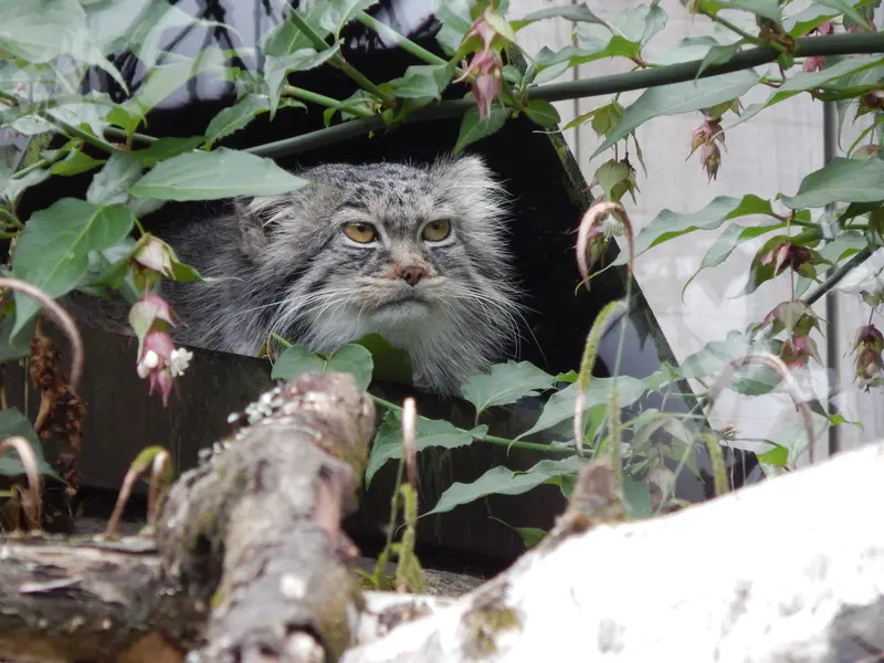 トレゴムール動物園のイウォークの写真