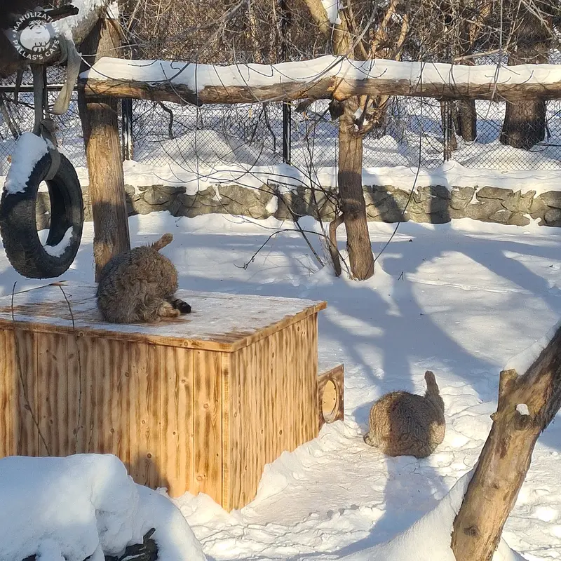 ノヴォシビルスク動物園のゼレノゴルスクとミアの写真