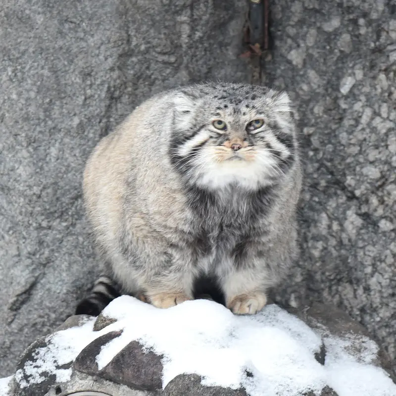 モスクワ動物園のヴァディムの写真