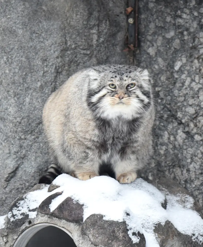 モスクワ動物園のヴァディムの写真