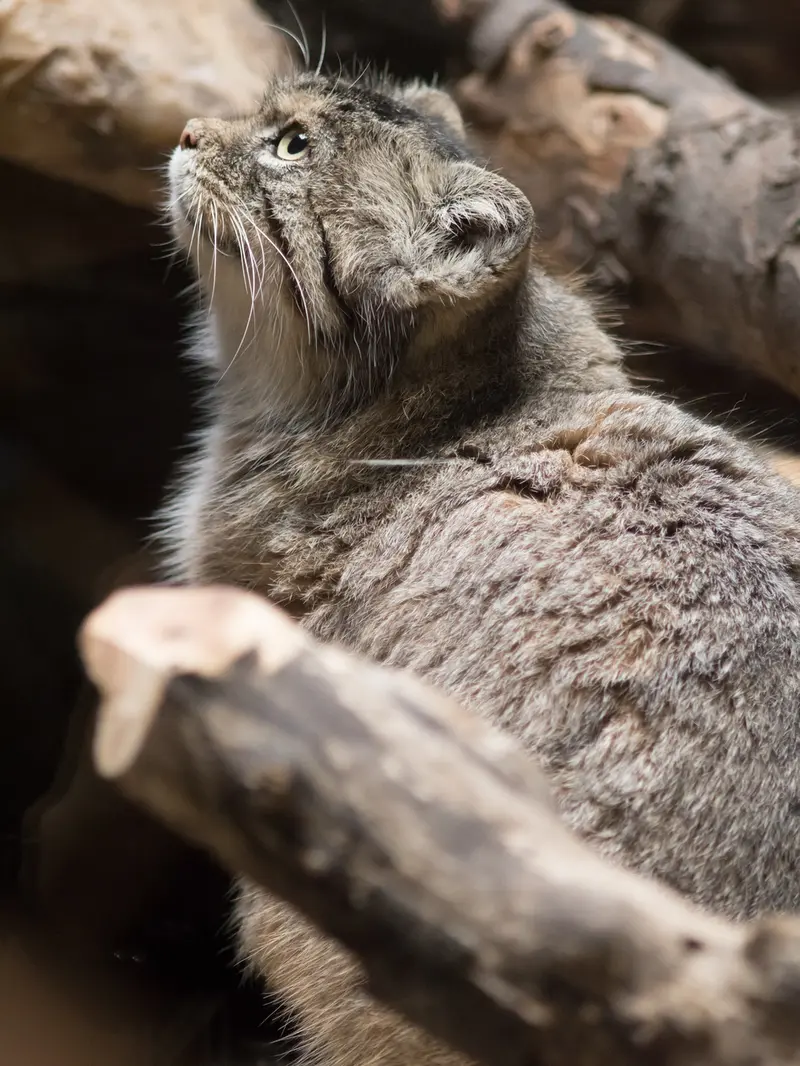 恩賜上野動物園のプリームラの写真