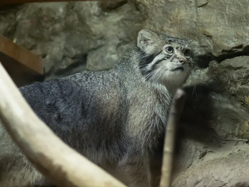 恩賜上野動物園のクリョンの写真