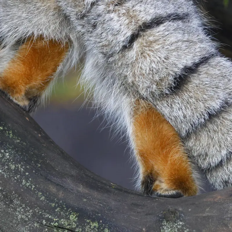 モスクワ動物園のティモフェイの写真