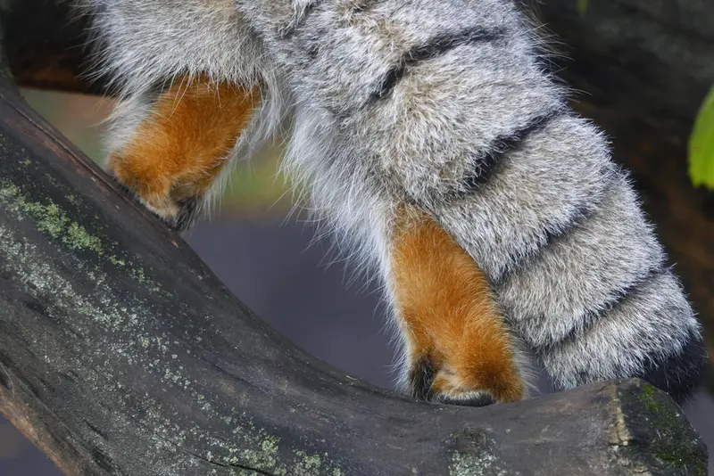 モスクワ動物園のティモフェイの写真