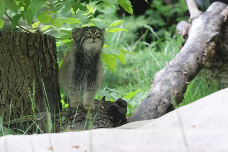 モスクワ動物園のティモフェイの写真