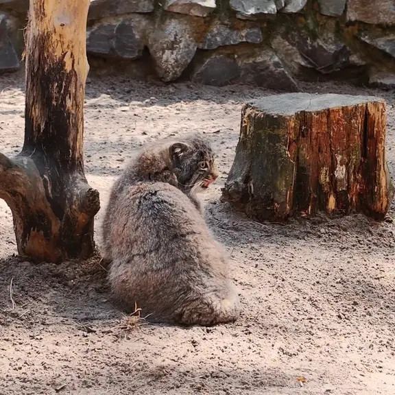 ノヴォシビルスク動物園のマヌルネコの写真