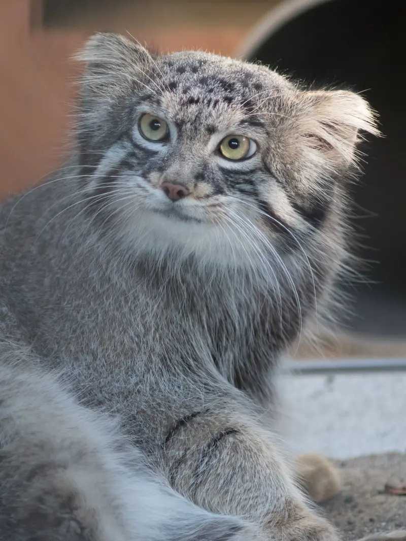 野毛山動物園のフィーガの写真