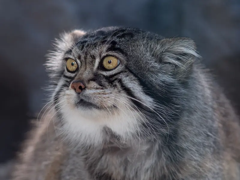 旭山動物園のグルーシャの写真