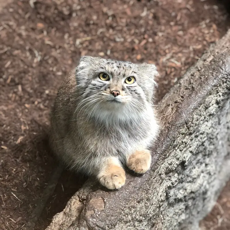 バーミンガム動物園のペルセウスの写真