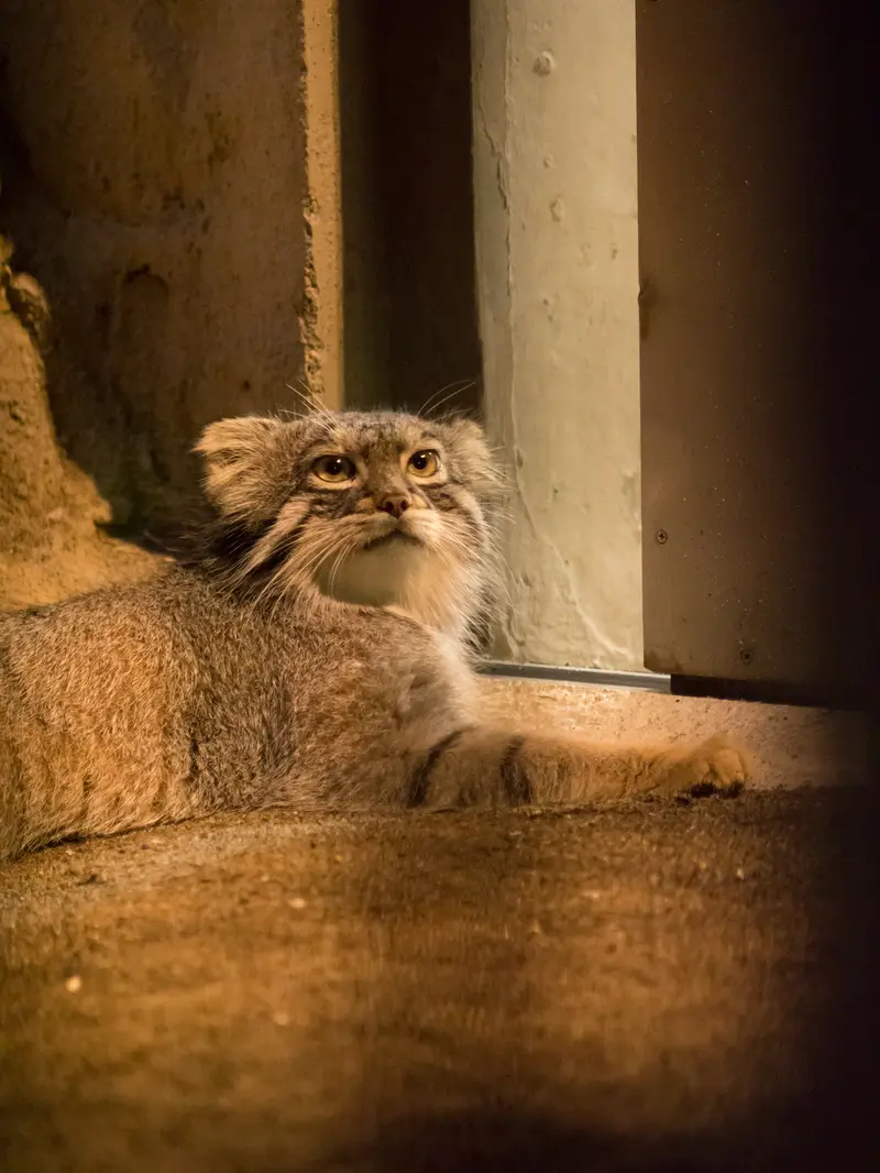 野毛山動物園のフィーガの写真