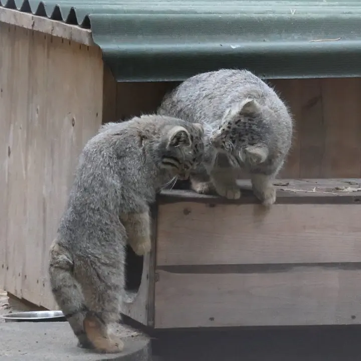 ノヴォシビルスク動物園のマヌルネコの写真