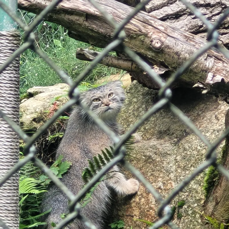 ヘラブルン動物園のプルシの写真