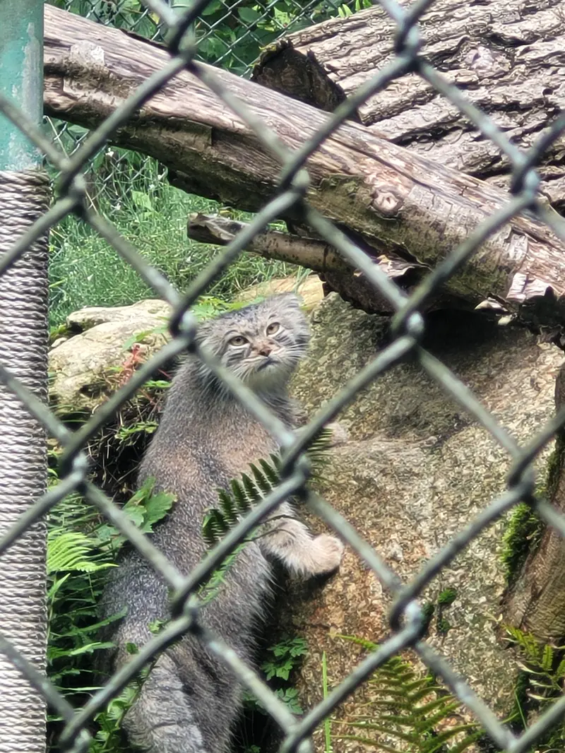ヘラブルン動物園のプルシの写真