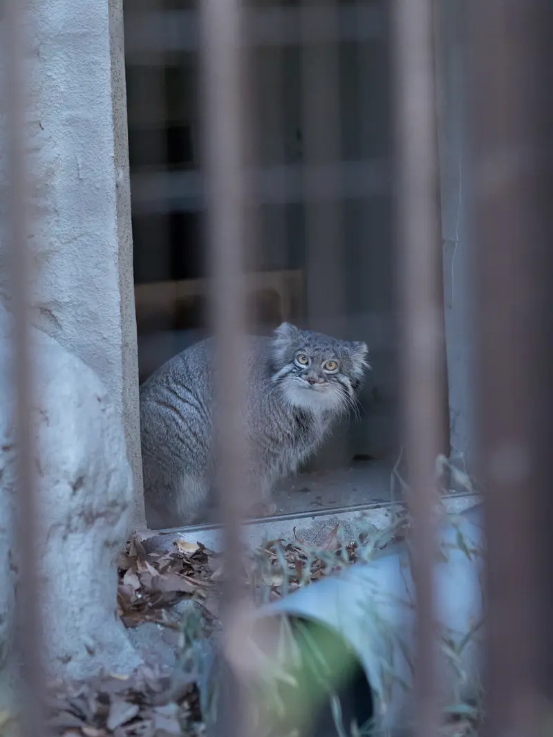 野毛山動物園のフィーガの写真