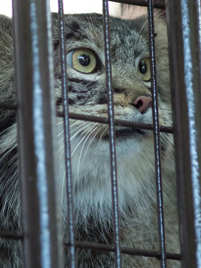 野毛山動物園のフィーガの写真