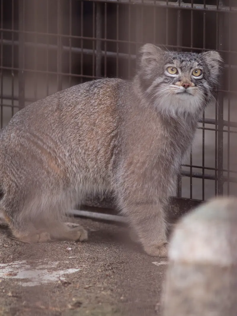 野毛山動物園のフィーガの写真