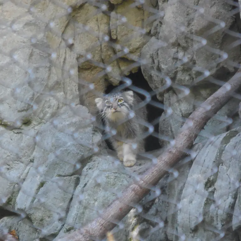 ウッドランド・パーク動物園のグースの写真