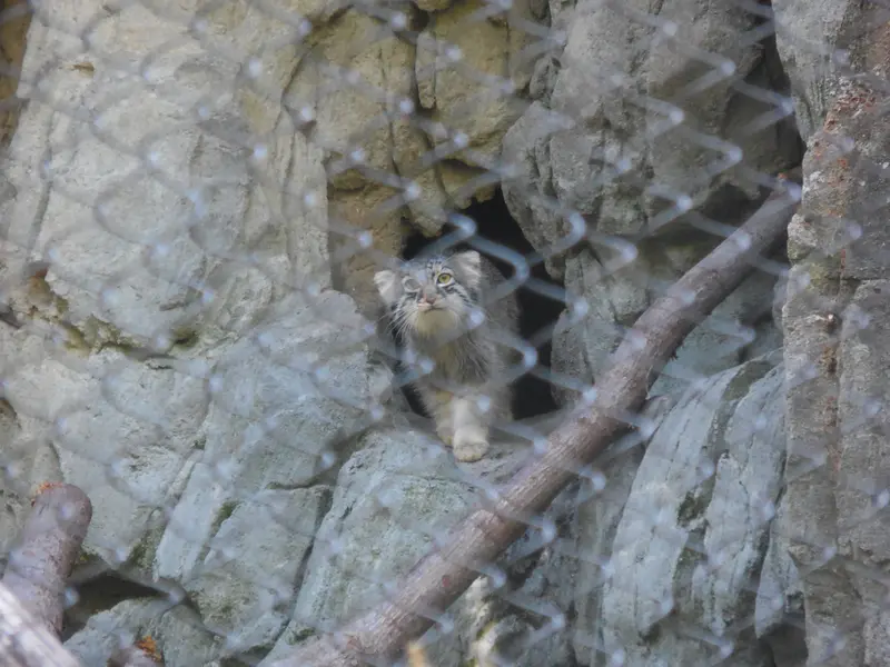 ウッドランド・パーク動物園のグースの写真