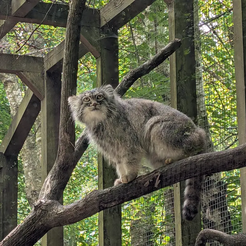 コシツェ動物園のアイセンの写真