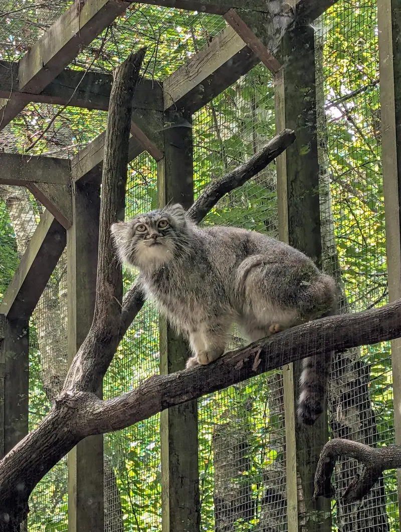 コシツェ動物園のアイセンの写真