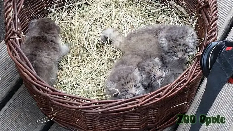 オポーレ動物園のマヌルネコの写真