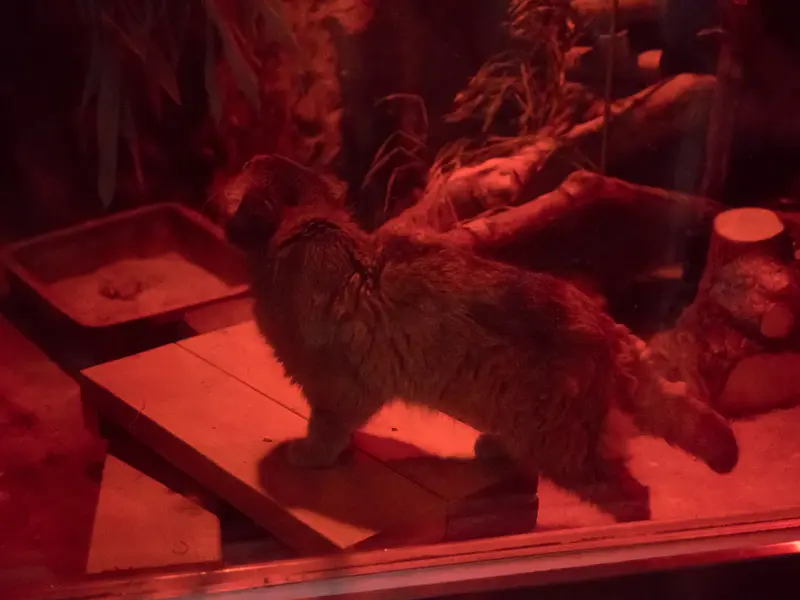 恩賜上野動物園のナイマの写真