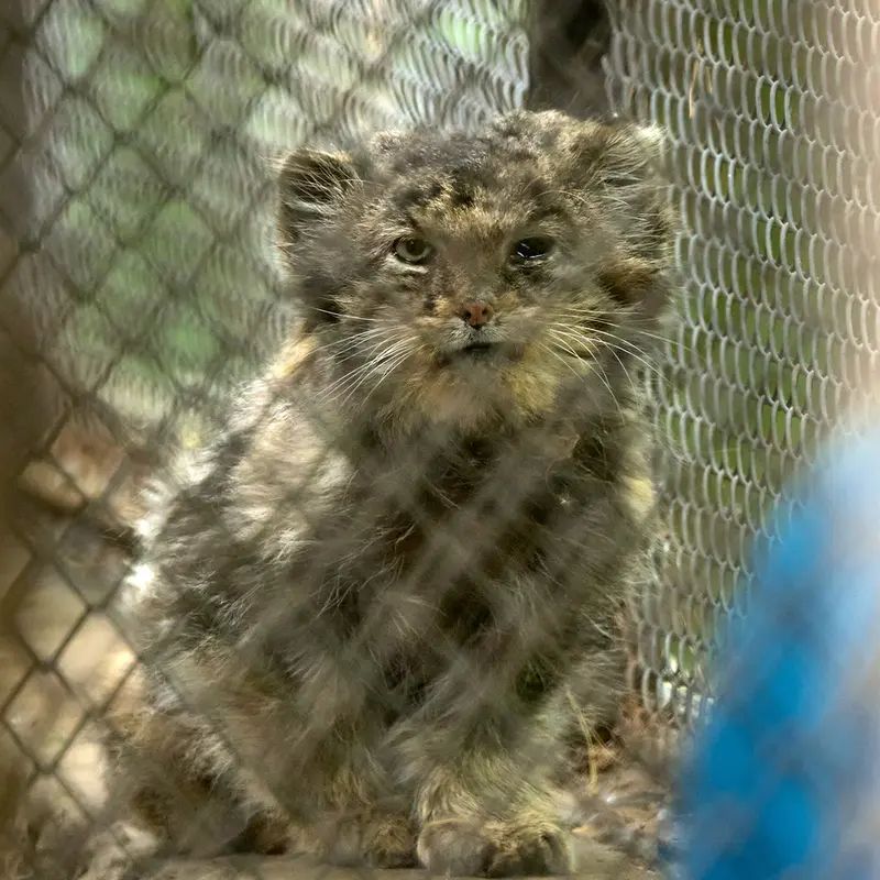 ノヴォシビルスク動物園のカラガンダの写真