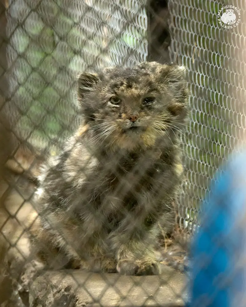 ノヴォシビルスク動物園のカラガンダの写真
