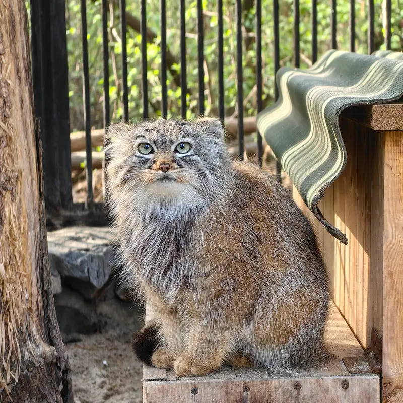 ノヴォシビルスク動物園のガビの写真