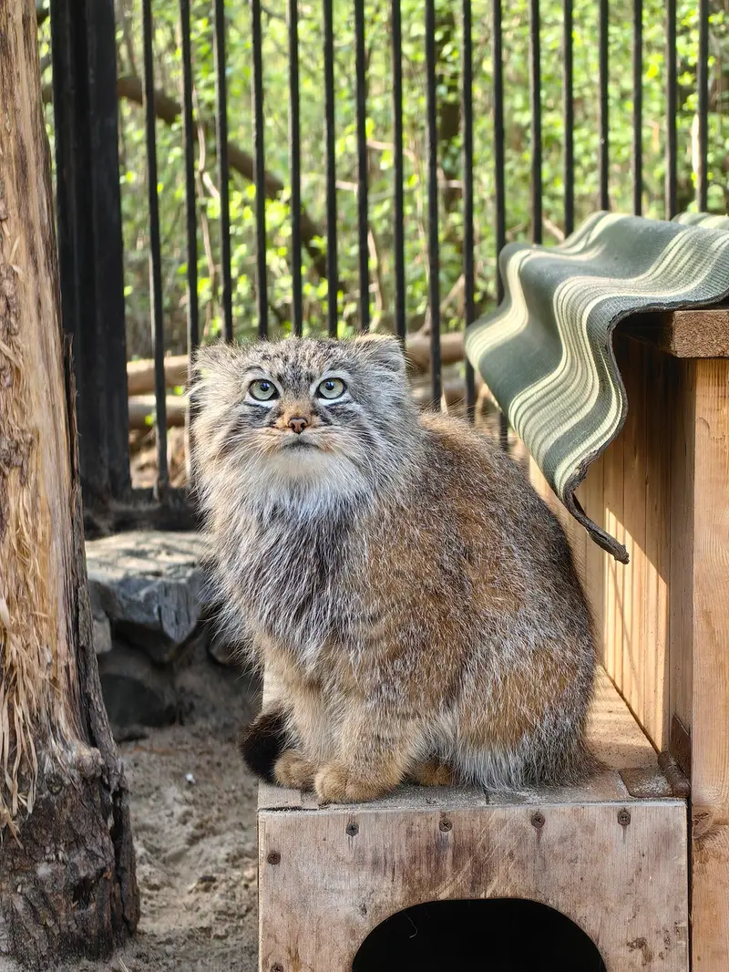 ノヴォシビルスク動物園のガビの写真