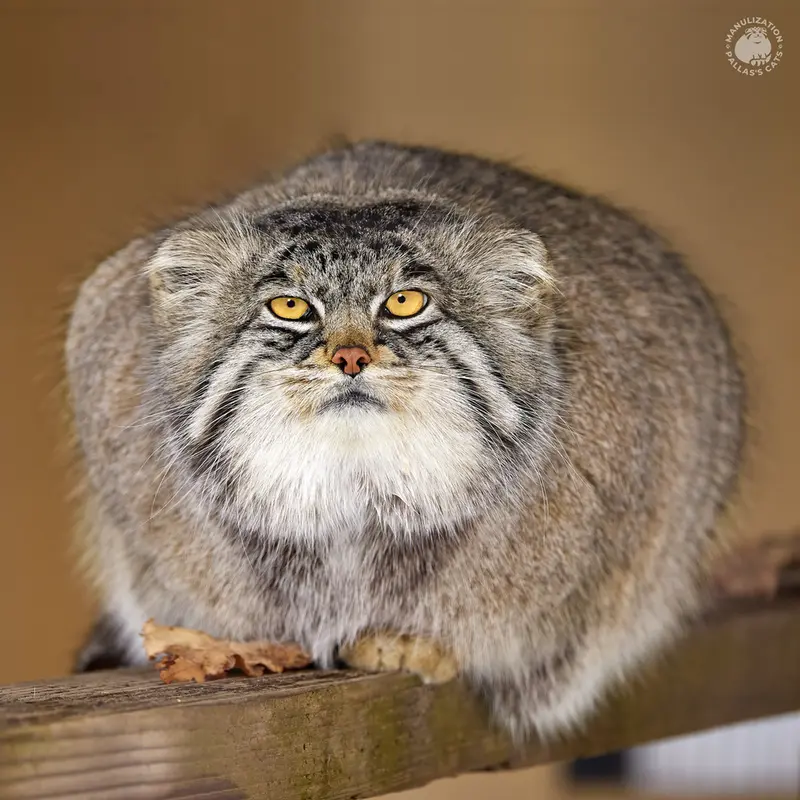 旭山動物園のグルーシャの写真