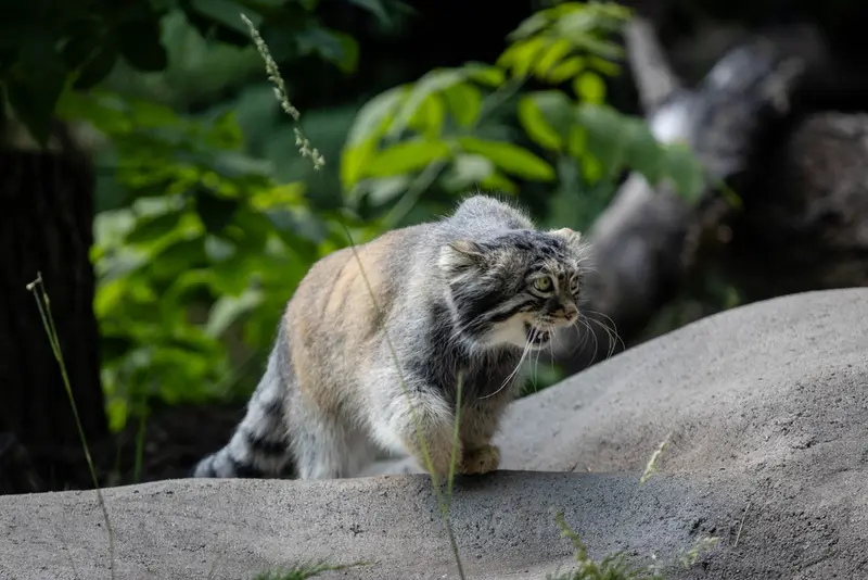 モスクワ動物園のティモフェイの写真
