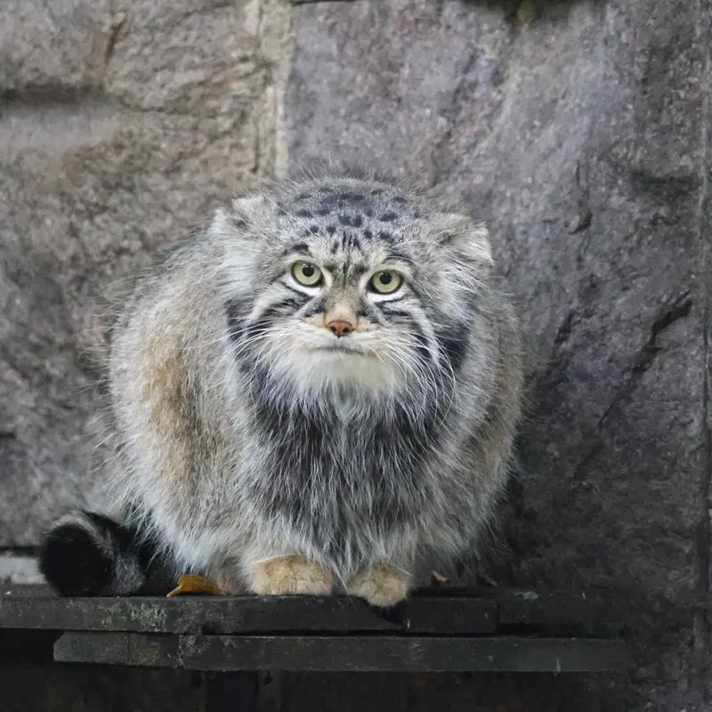 モスクワ動物園のティモフェイの写真