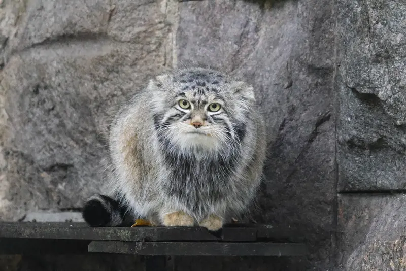モスクワ動物園のティモフェイの写真