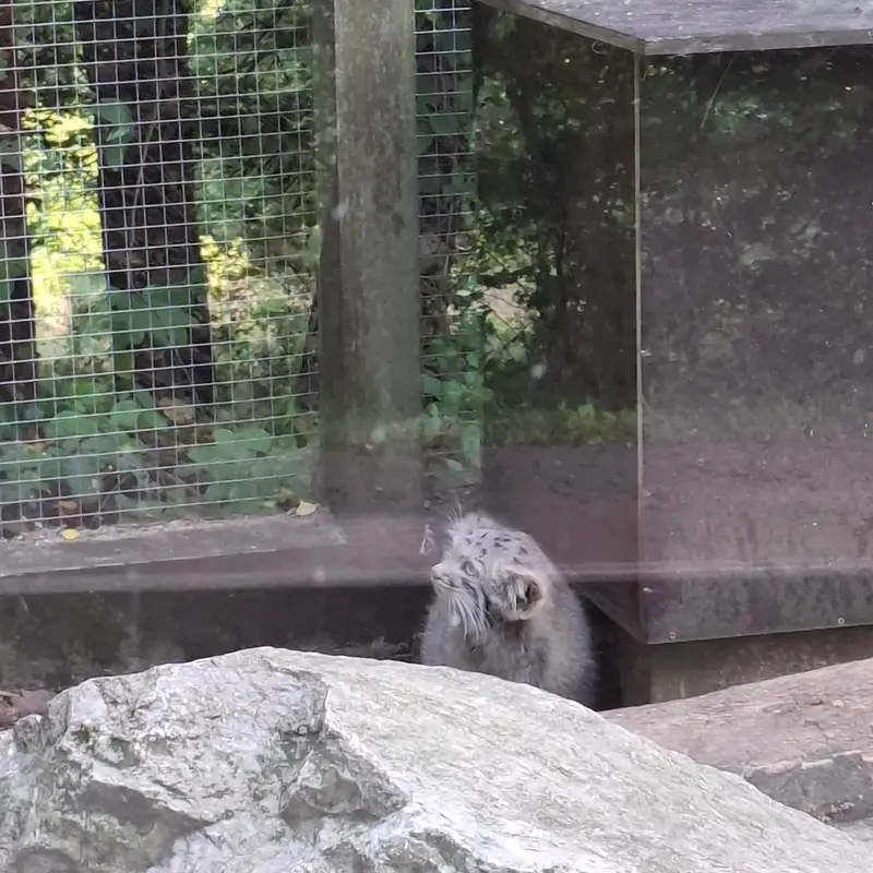 コシツェ動物園のアラニの子（2026年生まれ）Ⅰの写真